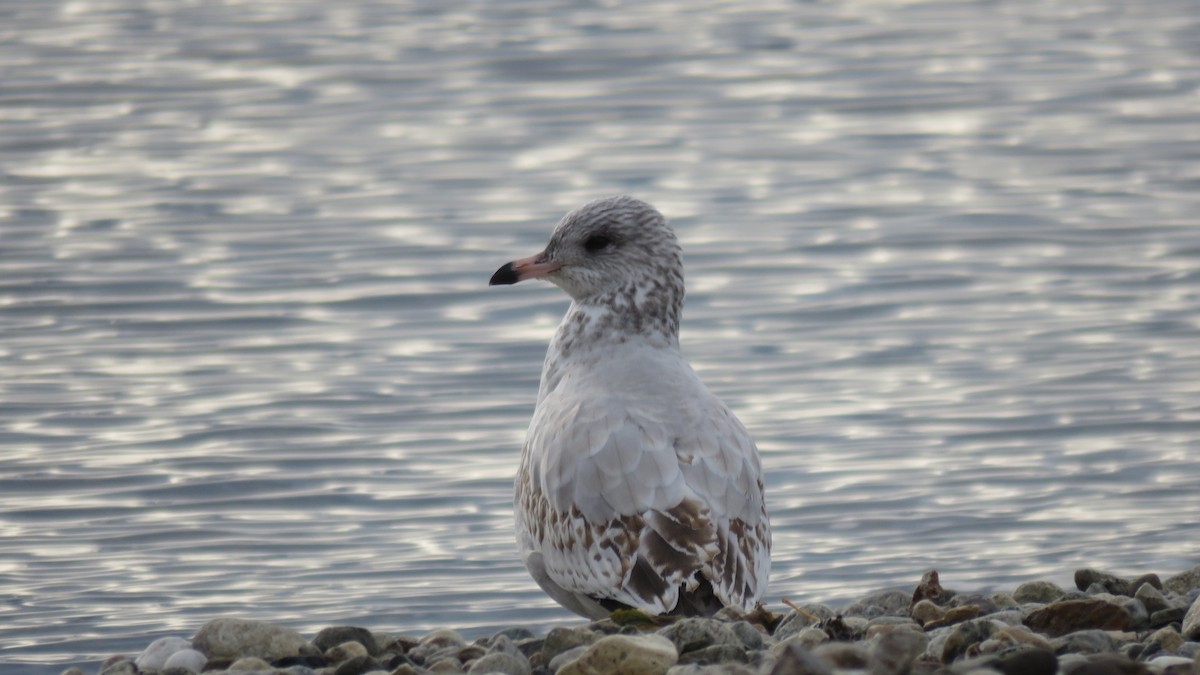 Ring-billed Gull - ML72422031