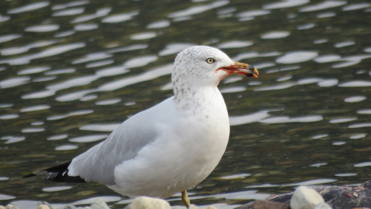 Ring-billed Gull - ML72422231