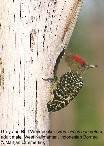 Gray-and-buff Woodpecker (Gray-and-buff) - Martjan Lammertink