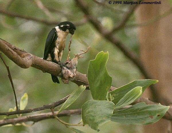 Black-thighed Falconet - ML724228