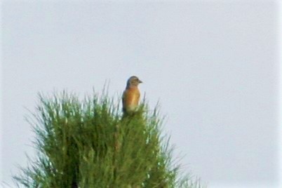 Bec-croisé des sapins - ML72425591