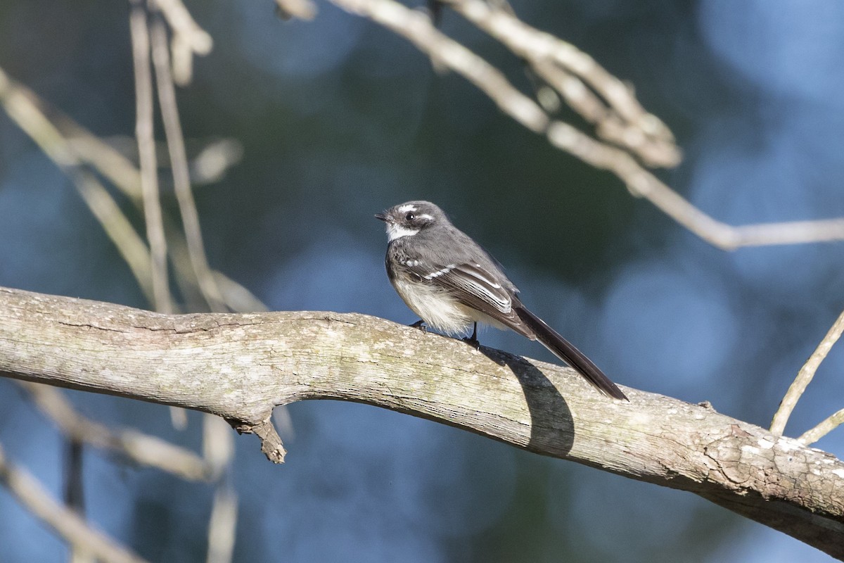 Gray Fantail - ML72426171