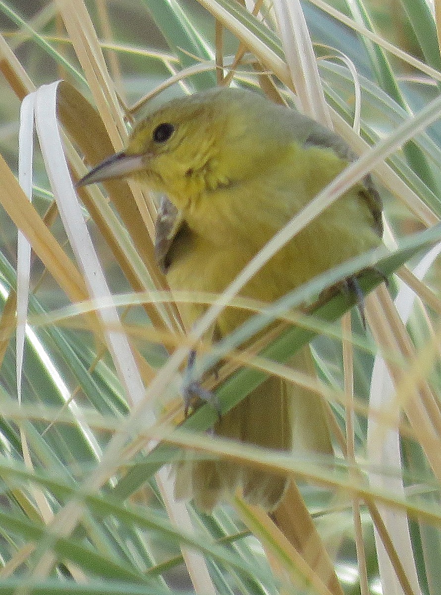 Orchard Oriole - ML72426851