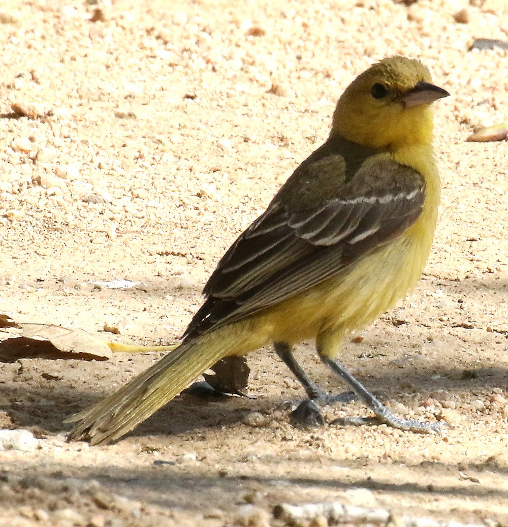 Orchard Oriole - Ed Thomas