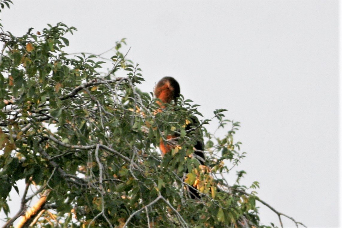 anhinga americká - ML72427801