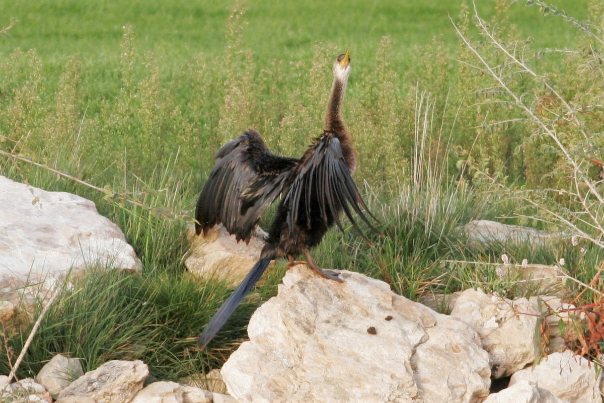 Anhinga d'Amérique - ML72428401