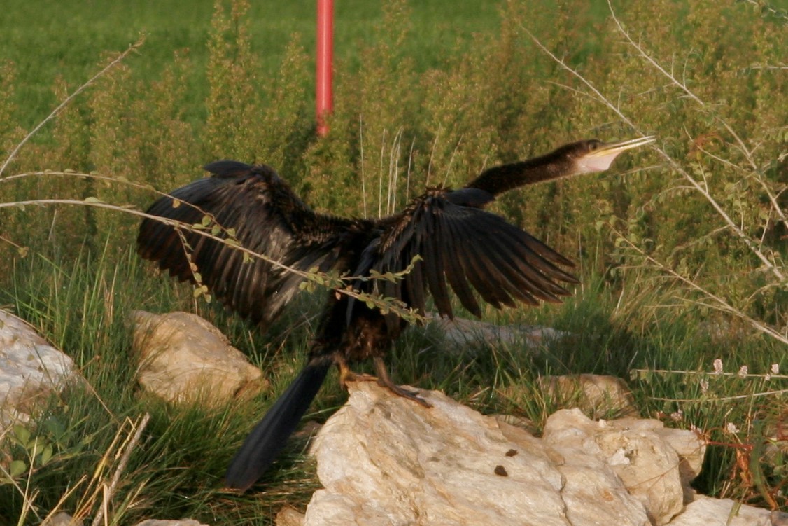 Amerika-Schlangenhalsvogel - ML72428501