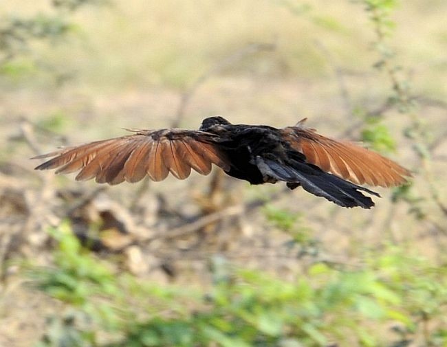 Greater Coucal (Southern) - jaysukh parekh Suman