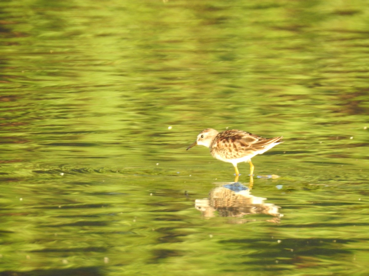 Least Sandpiper - Martha Cartwright