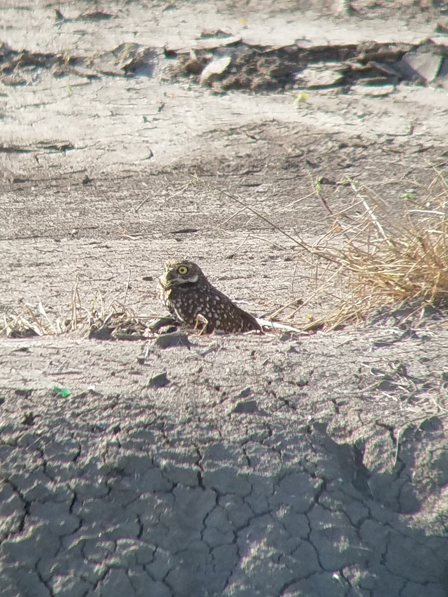 Burrowing Owl - ML72431531