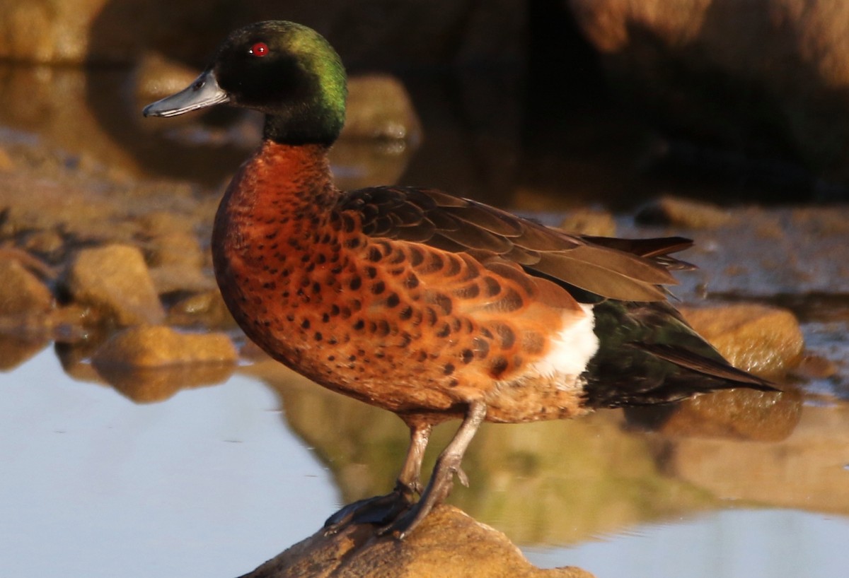 Chestnut Teal - ML72432131