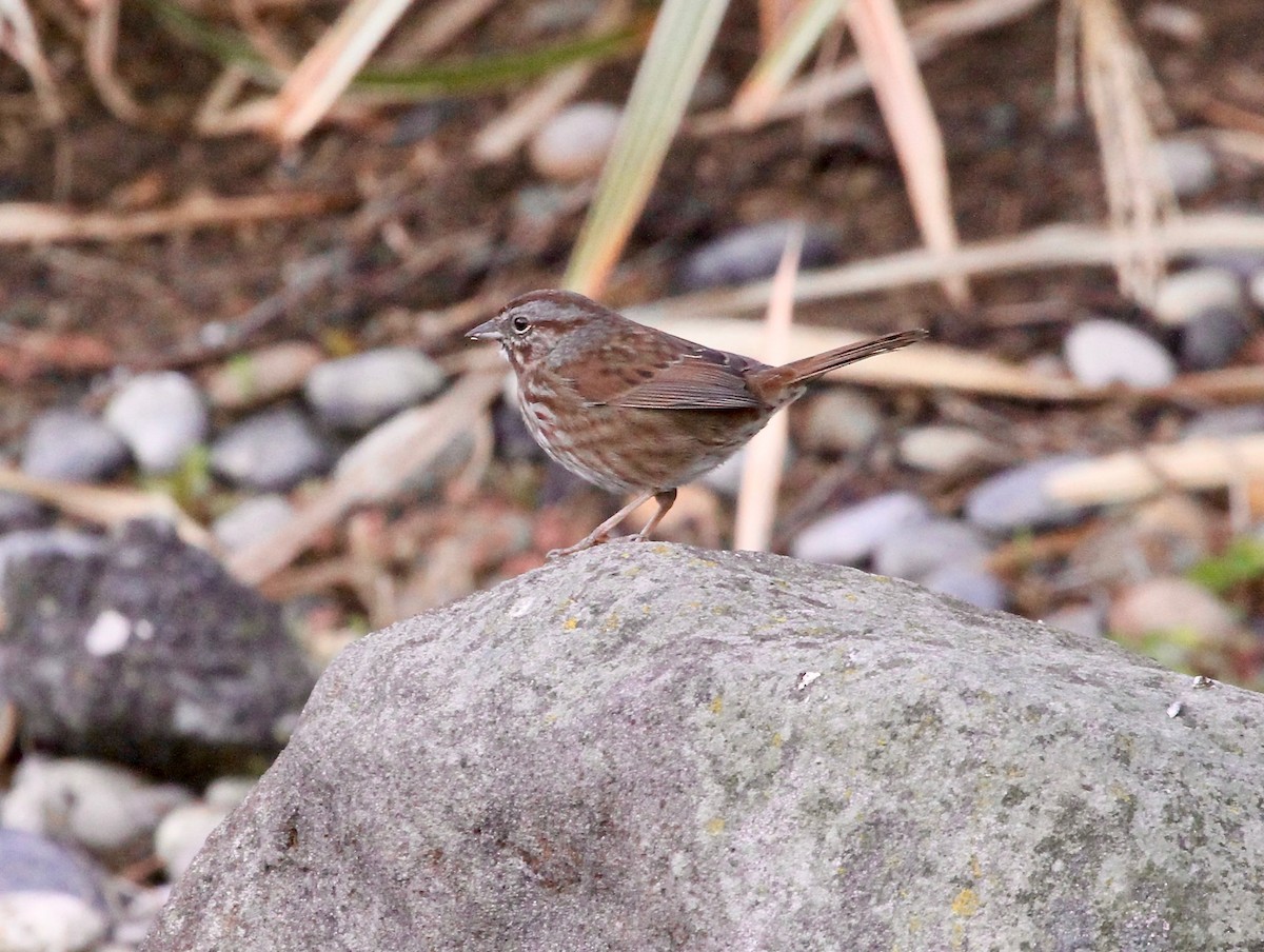 Song Sparrow - Adam Dudley