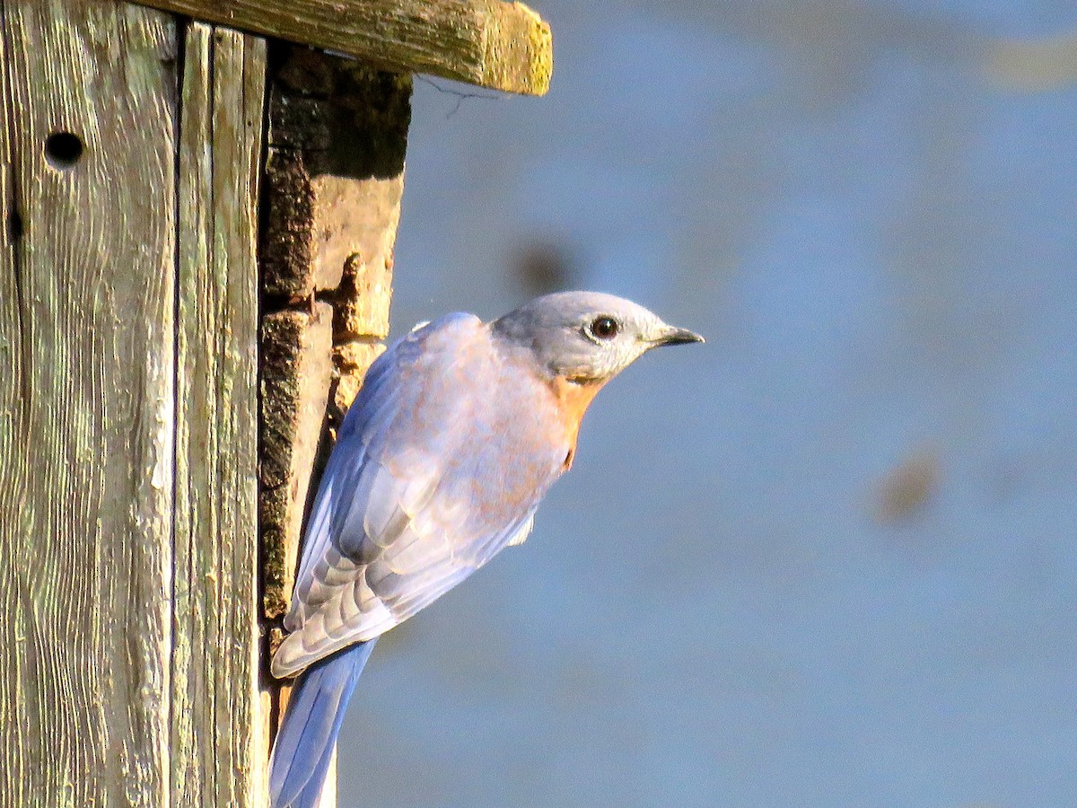 Eastern Bluebird - michele ramsey