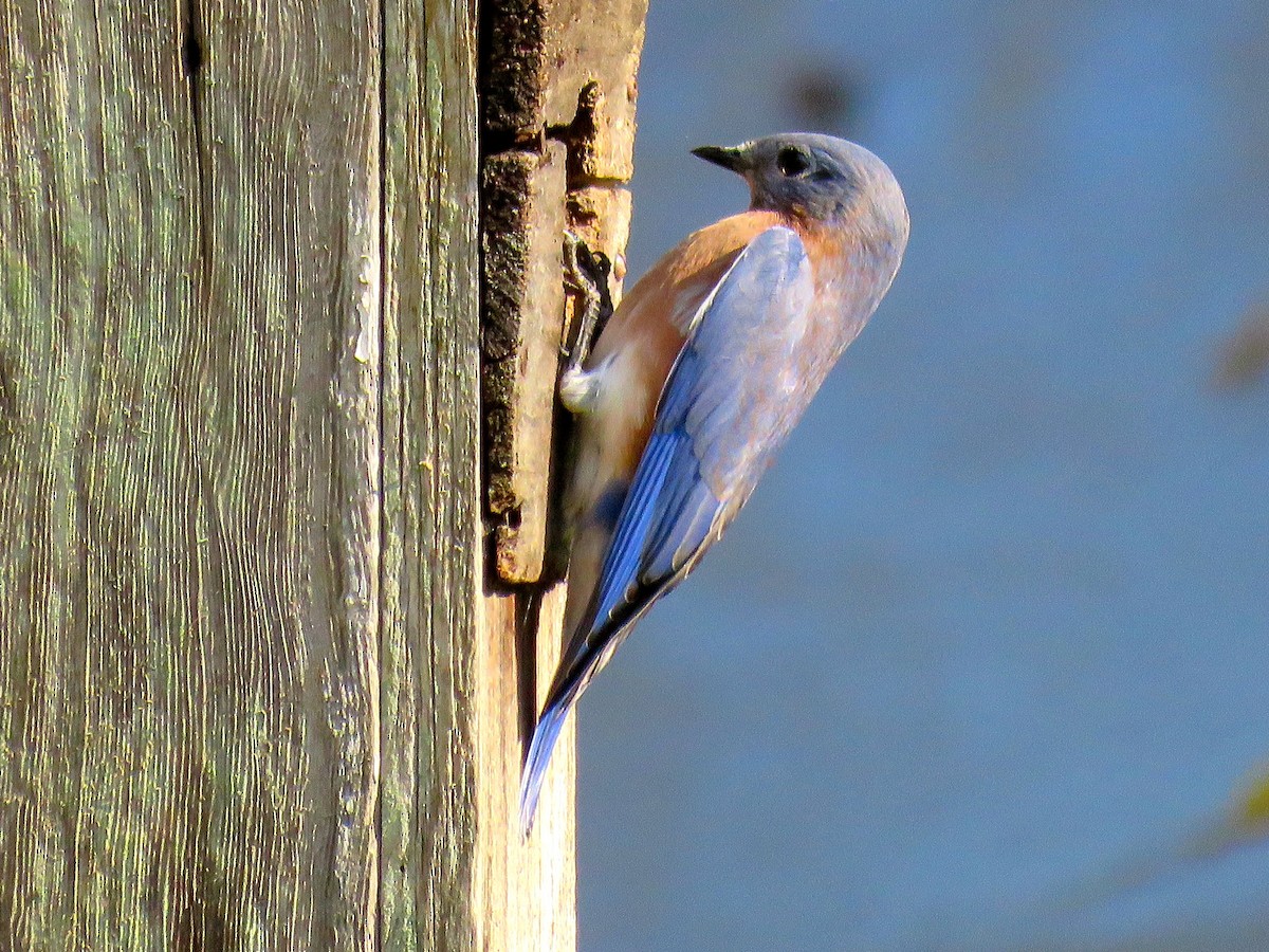 Eastern Bluebird - michele ramsey