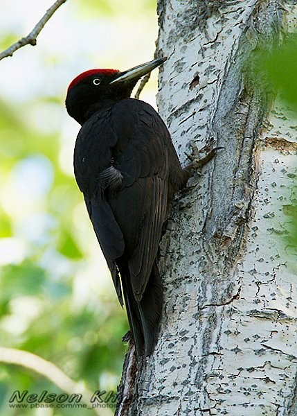 Black Woodpecker - ML724353