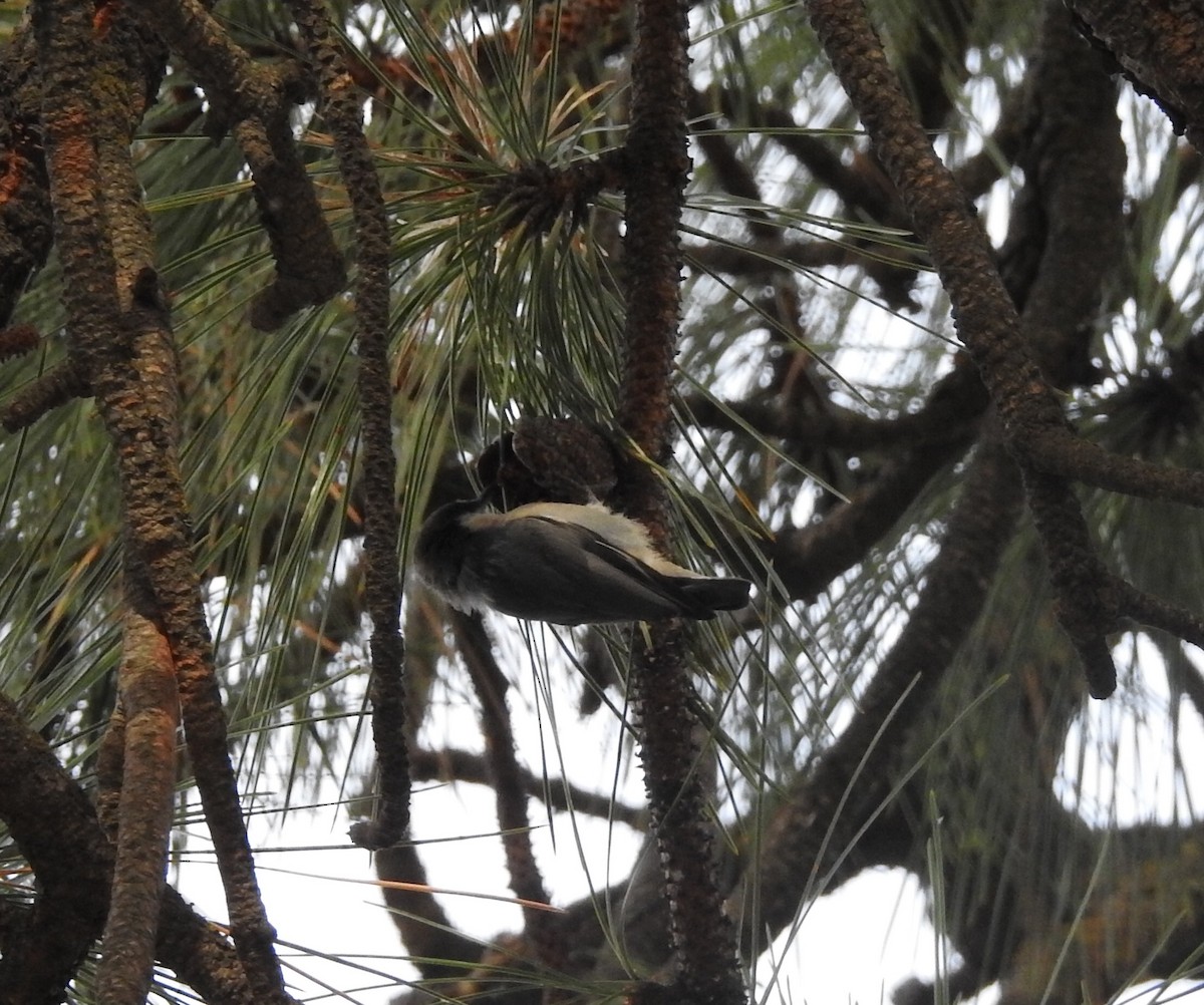 Pygmy Nuthatch - Dan Stoker