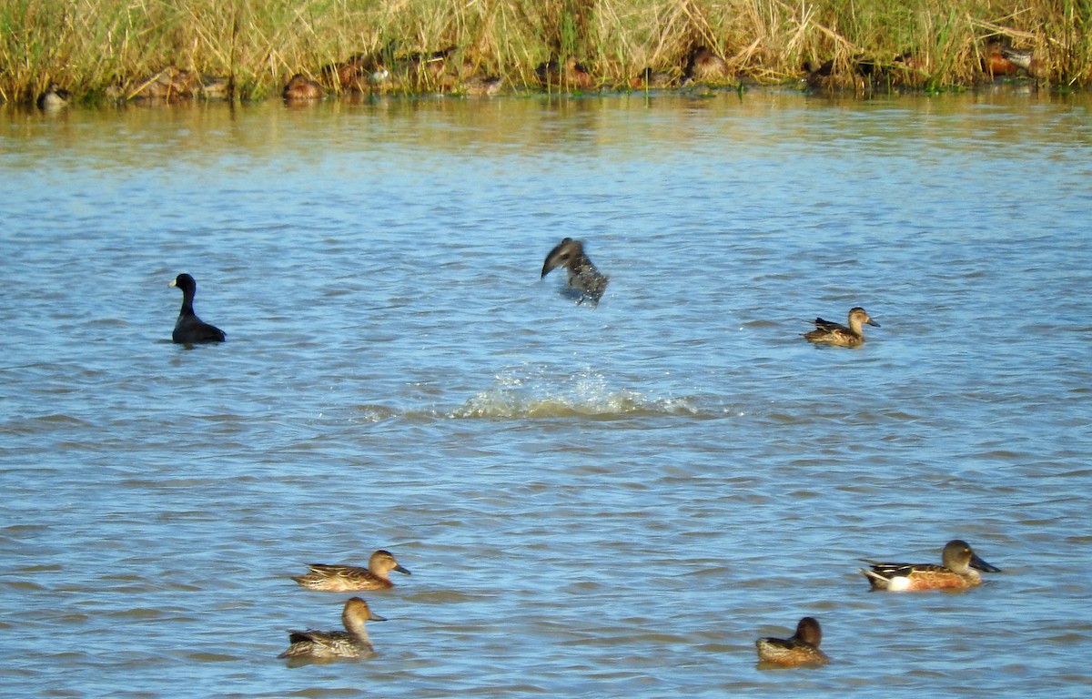 Northern Shoveler - Eric Haskell