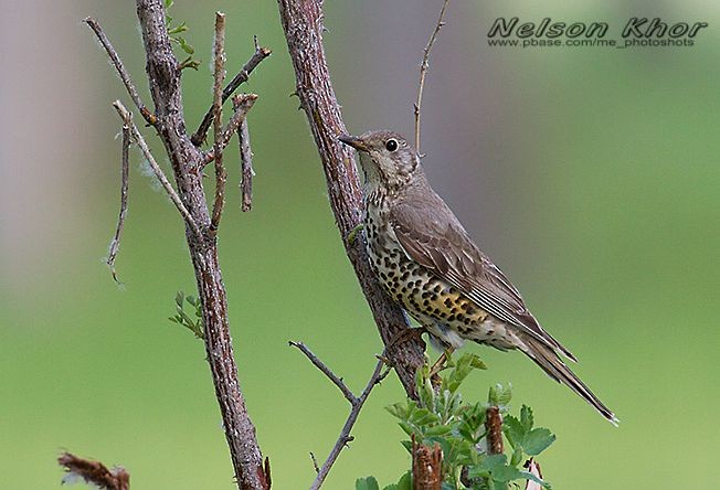 Mistle Thrush - ML724368