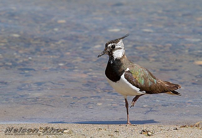 Northern Lapwing - ML724369