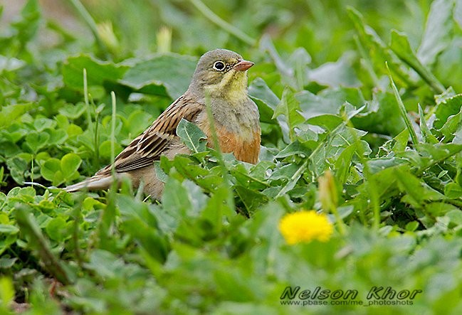 Ortolan Bunting - Nelson Khor