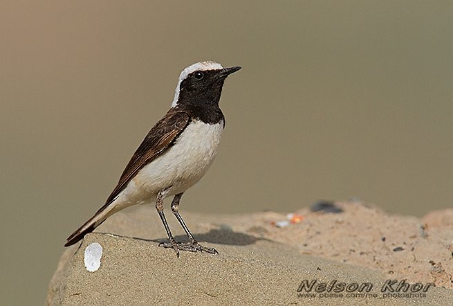 Pied Wheatear - ML724373