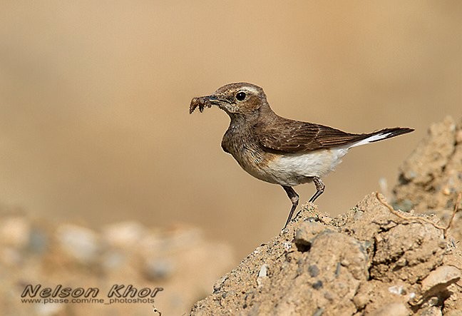 Pied Wheatear - ML724374