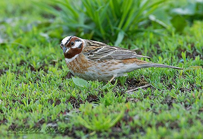 Pine Bunting - ML724375