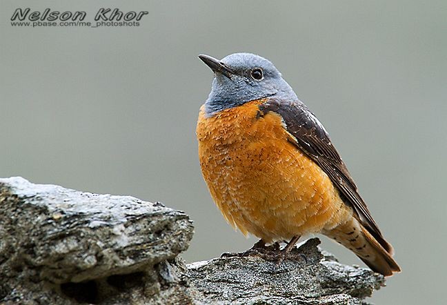 Rufous-tailed Rock-Thrush - Nelson Khor