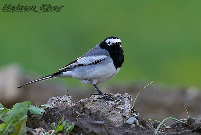 White Wagtail (Masked) - ML724381