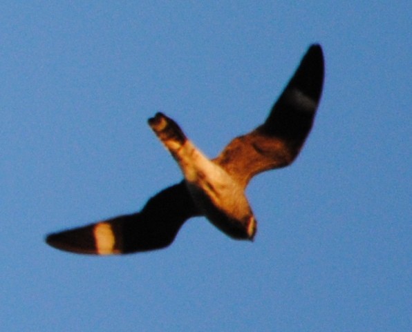 Common Nighthawk - ML72438121