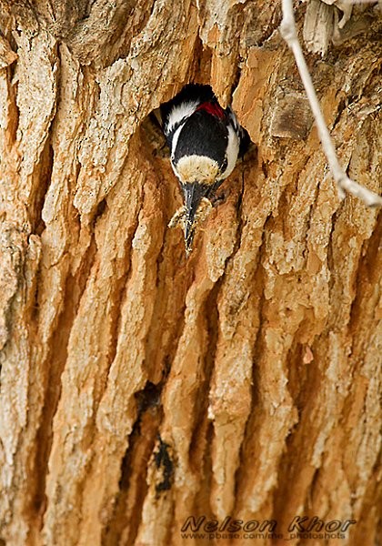 White-winged Woodpecker - ML724383