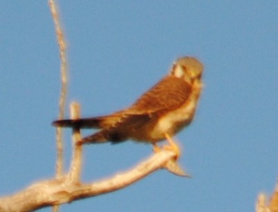 American Kestrel - ML72438341