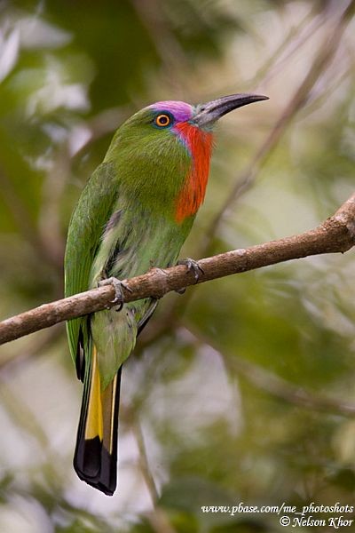 Red-bearded Bee-eater - ML724384