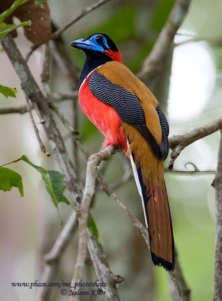 Red-naped Trogon - ML724385