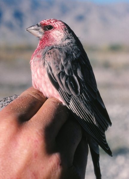 Streaked Rosefinch - ML724388