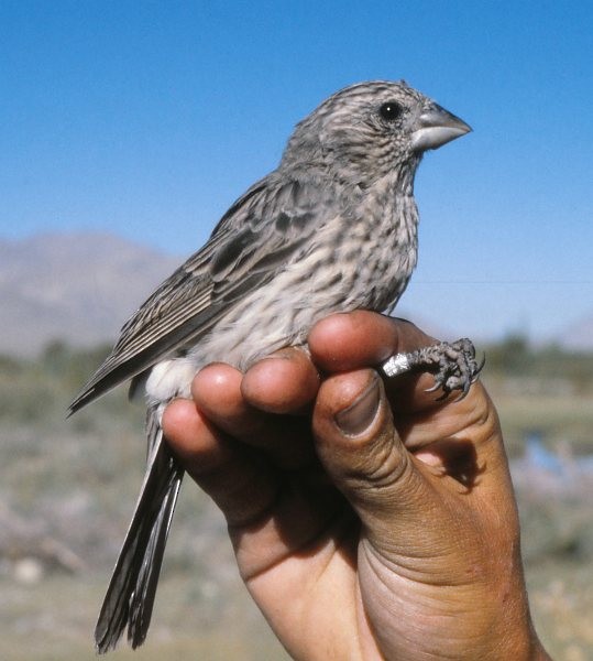 Streaked Rosefinch - ML724389