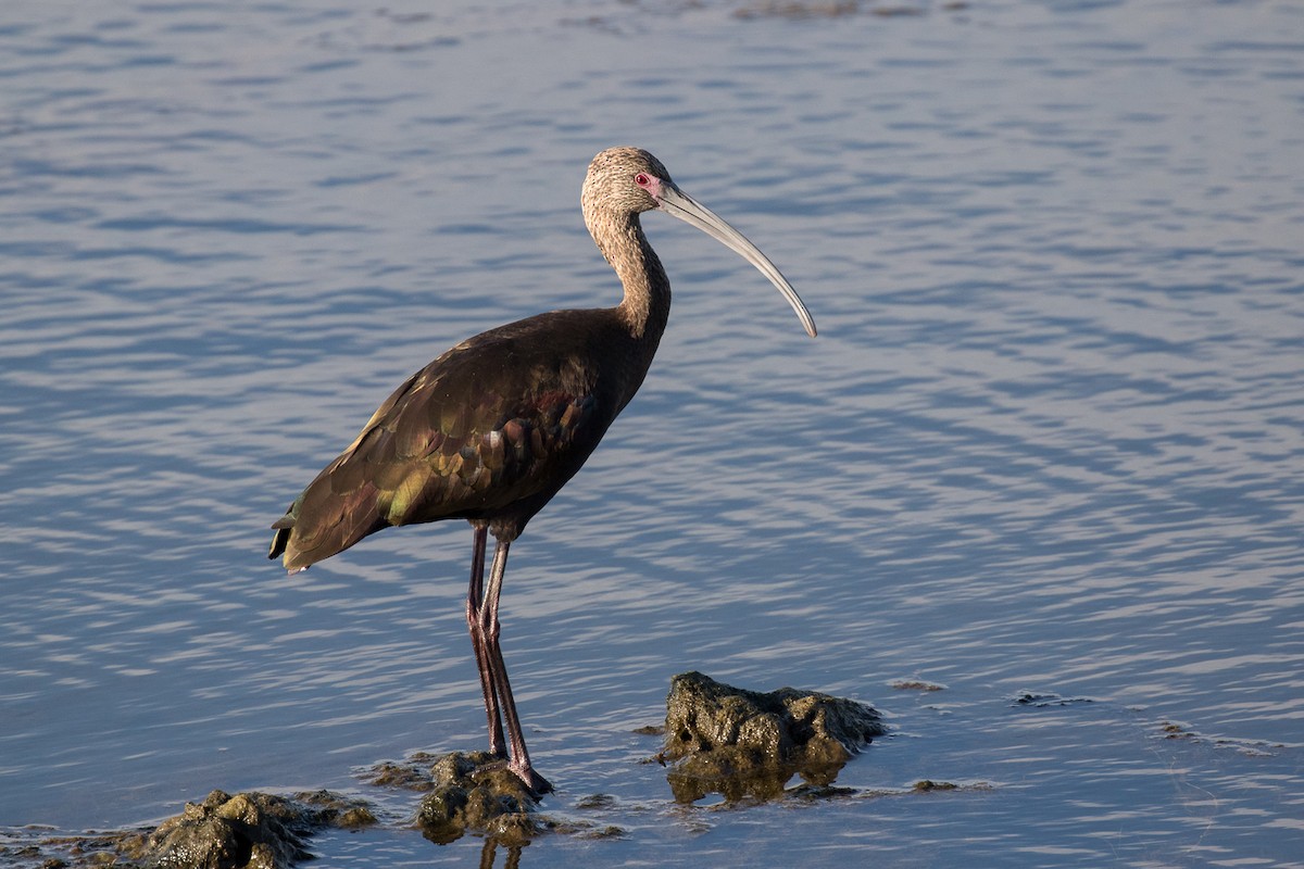 ibis americký - ML72441941