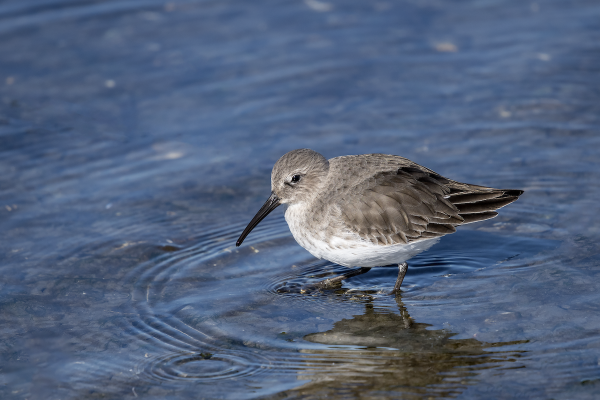 Dunlin - ML72442251