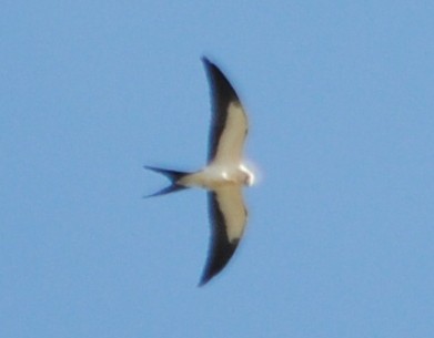 Swallow-tailed Kite - ML72442521