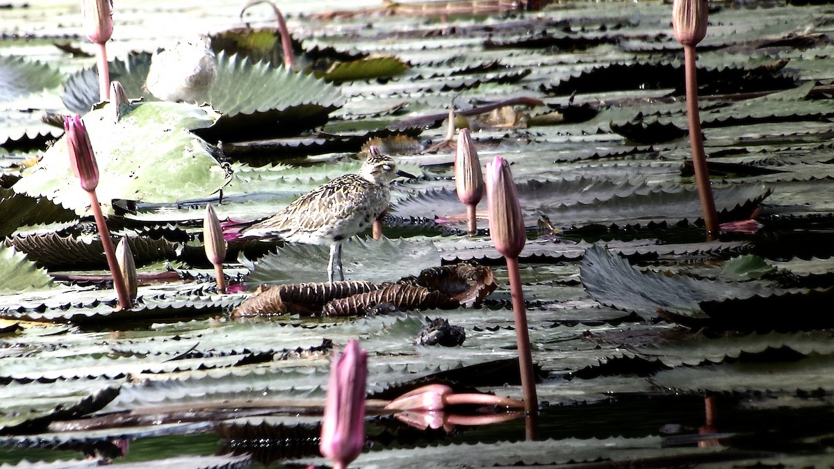 Pacific Golden-Plover - ML72442911