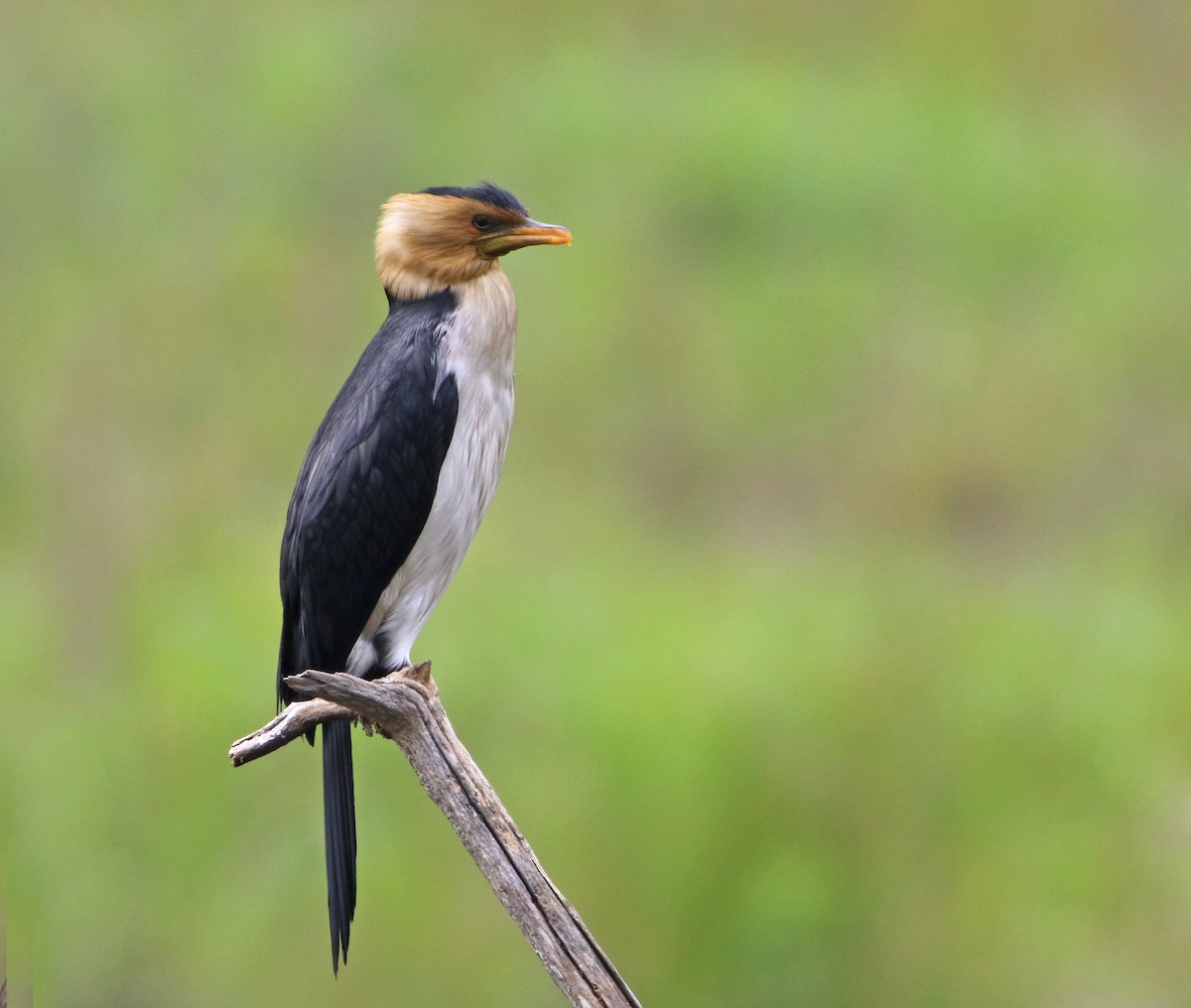 Cormorán Piquicorto - ML72443111