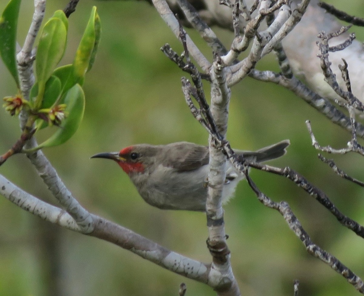 Red-headed Myzomela - Kath Shurcliff