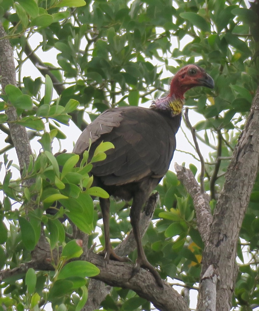 Australian Brushturkey - ML72443401