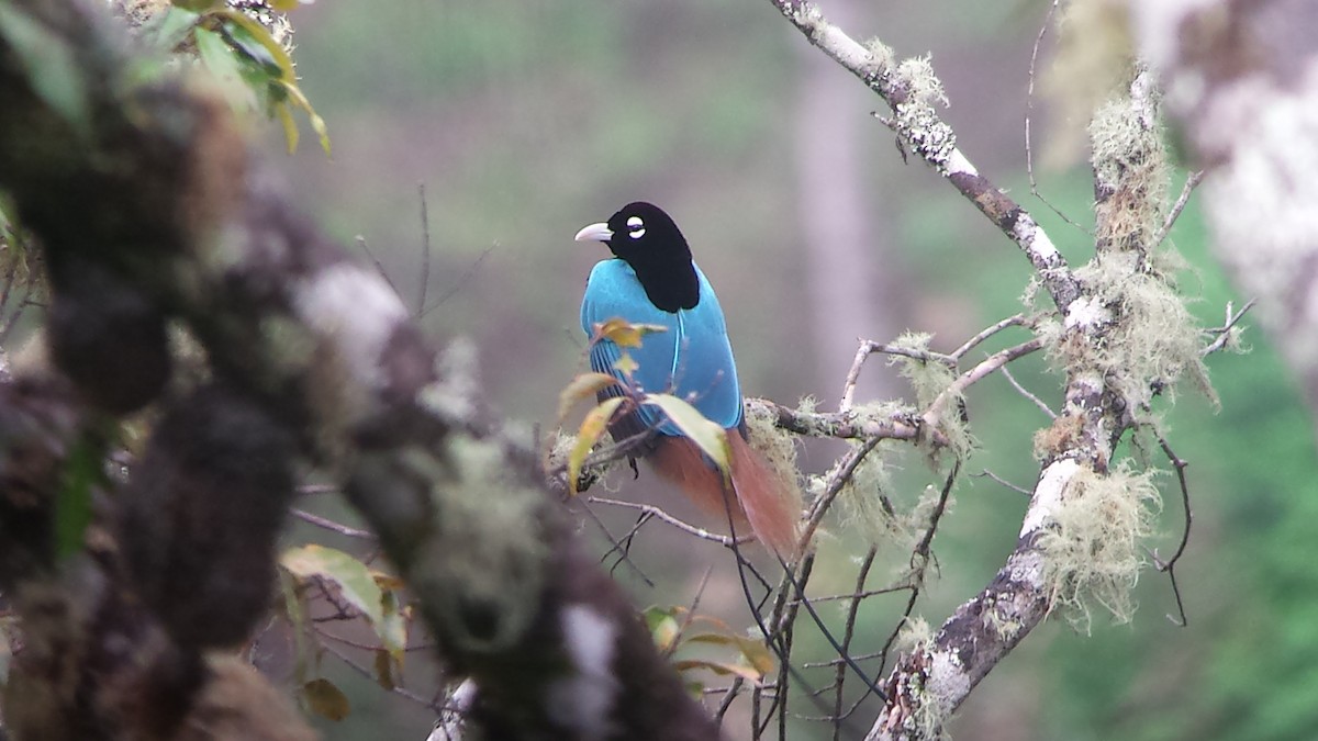 Blue Bird-of-Paradise - ML72443701