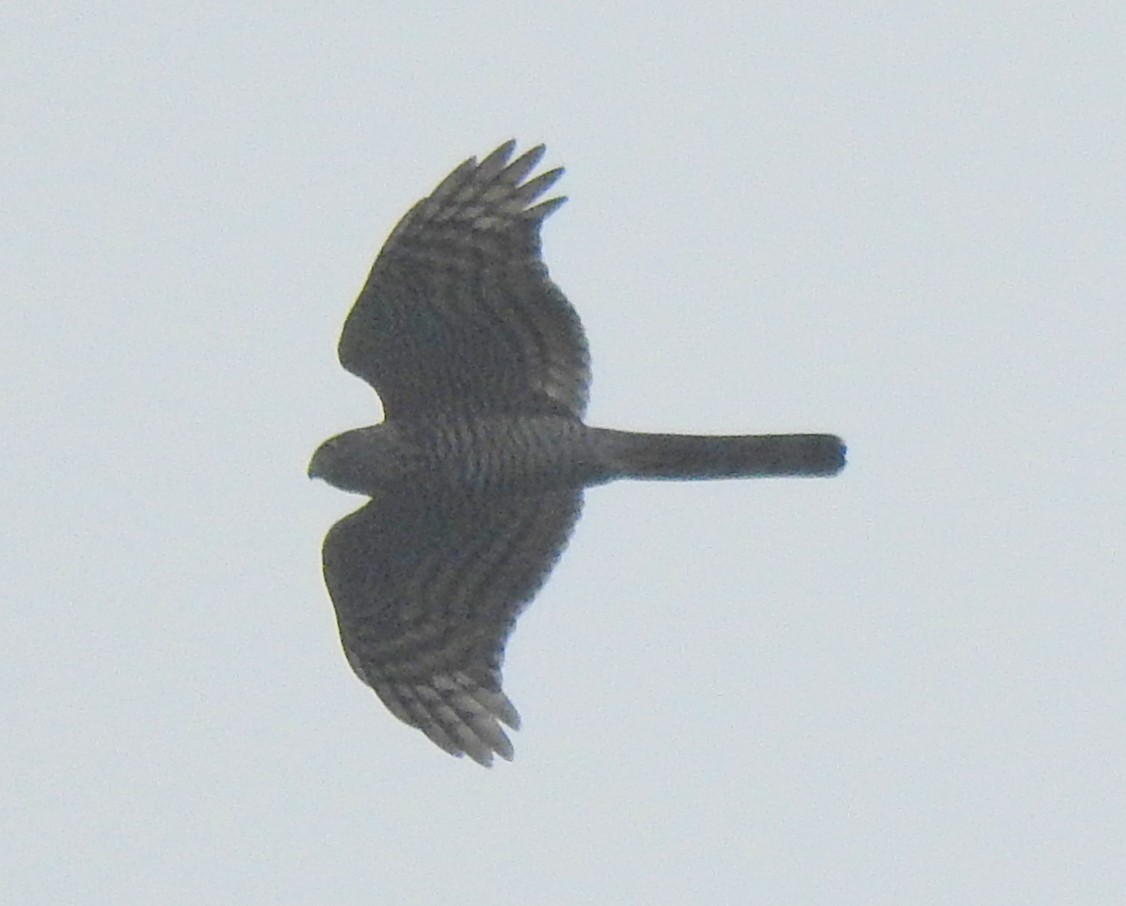 Eurasian Sparrowhawk - ML72444011