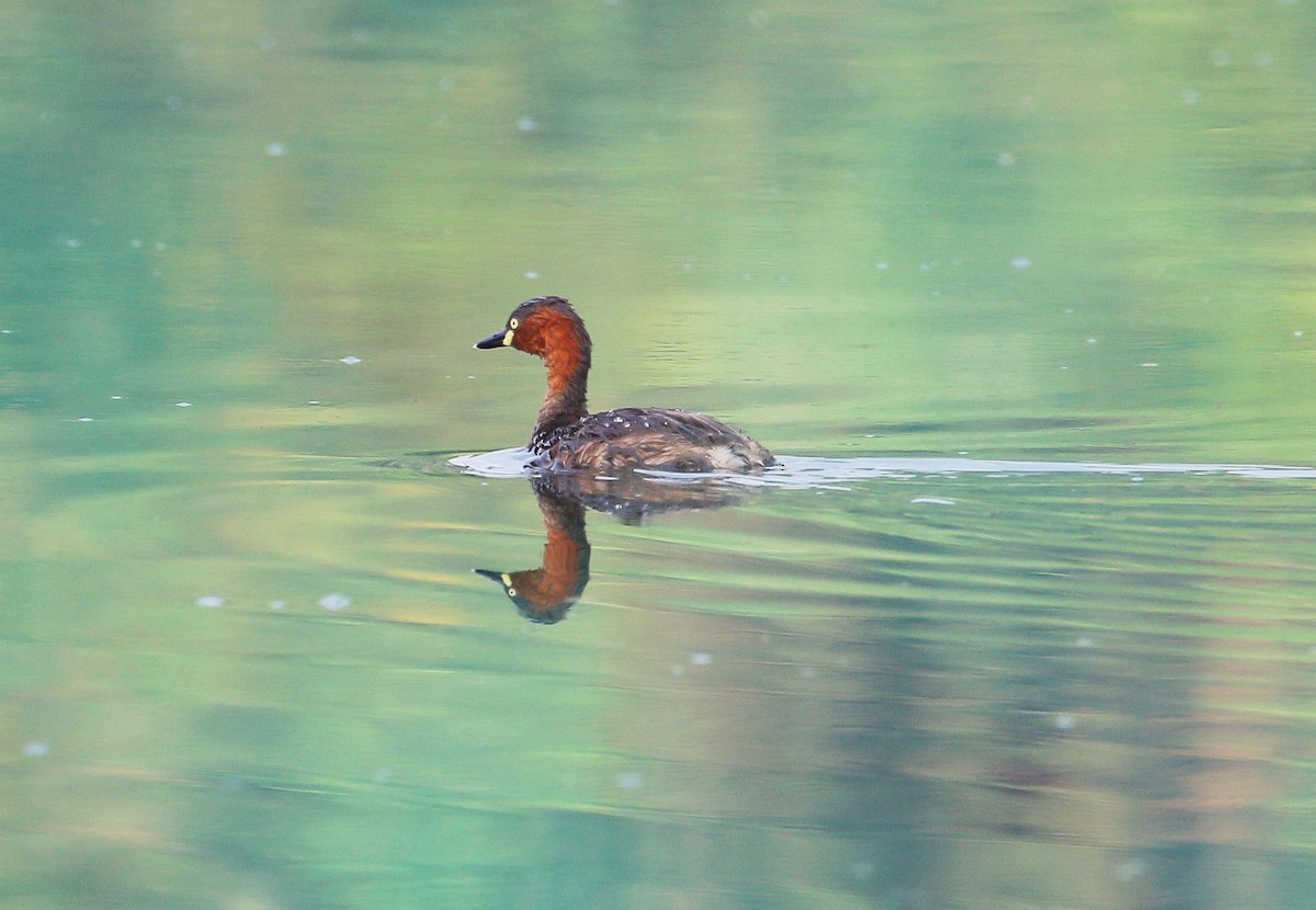 Little Grebe - ML72445791