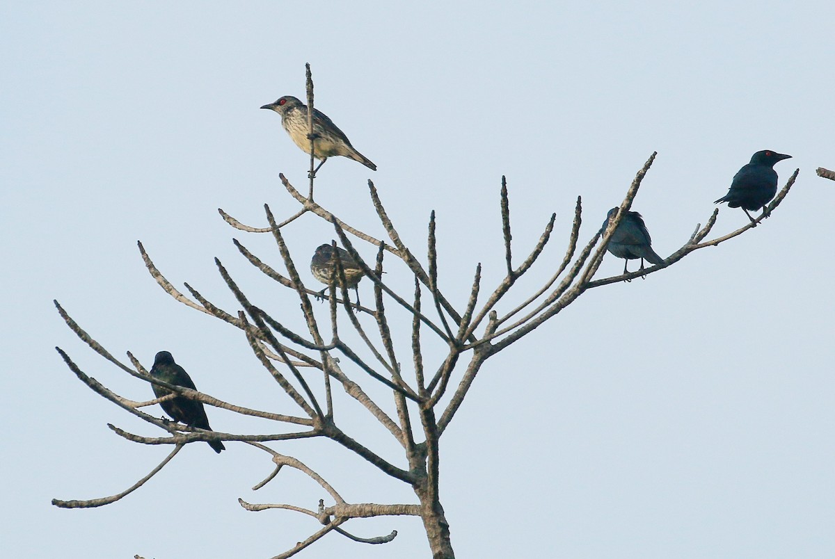 Asian Glossy Starling - ML72445981