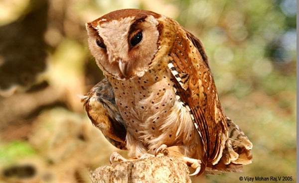 Sri Lanka Bay-Owl - ML724461