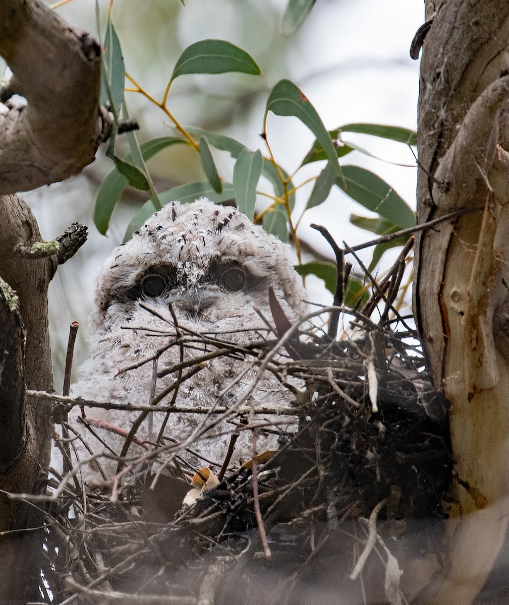 Tawny Frogmouth - ML72446111