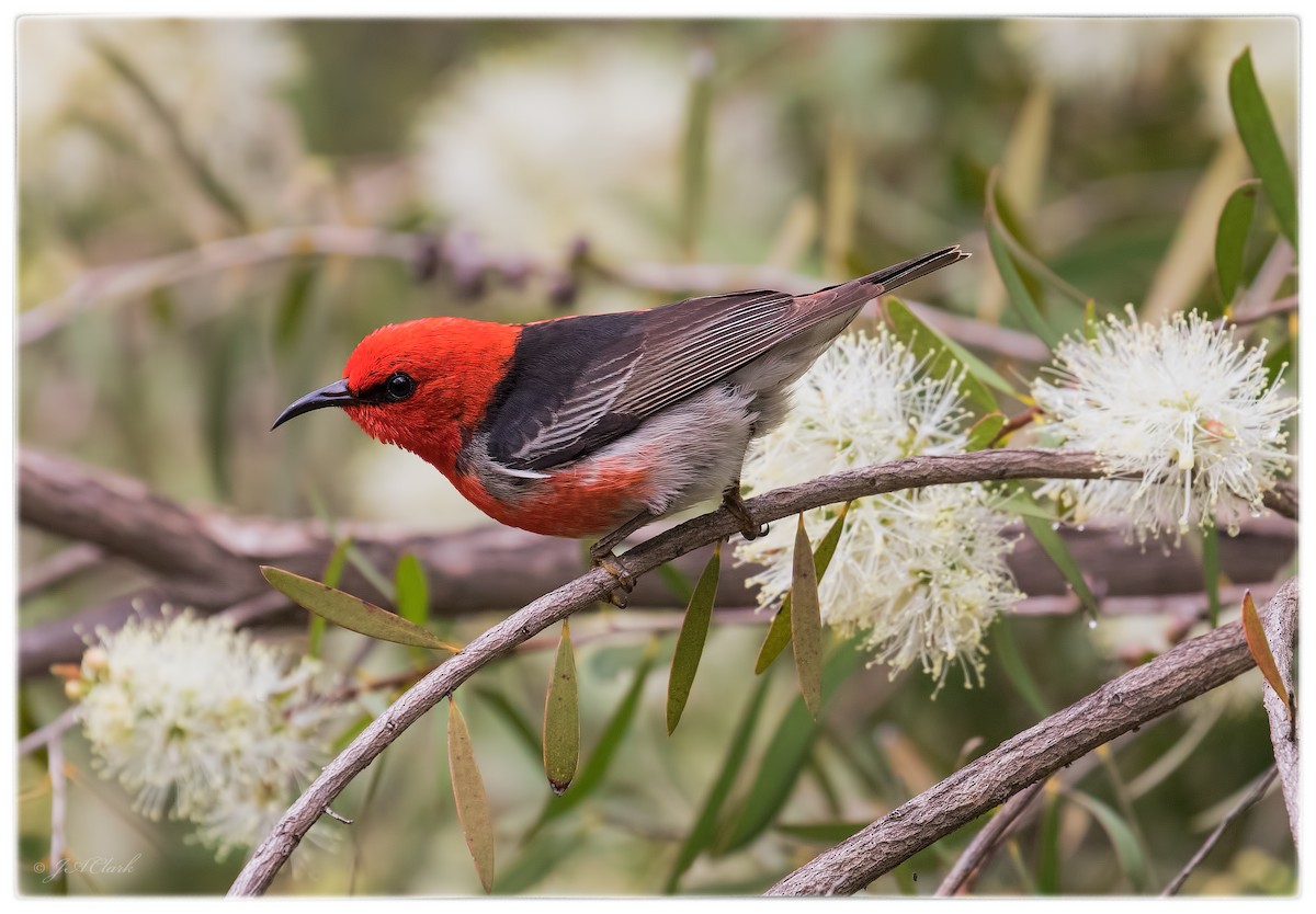 Scarlet Myzomela - Julie Clark